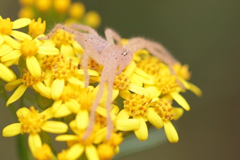 Flower Spider (za) (Thomisidae sp)